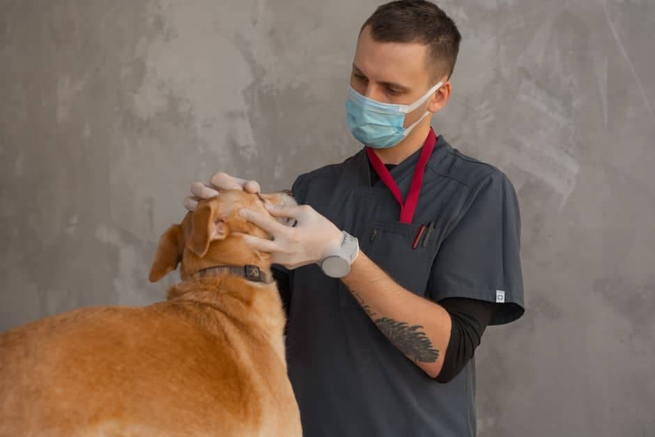 Homem examinando um cachorro